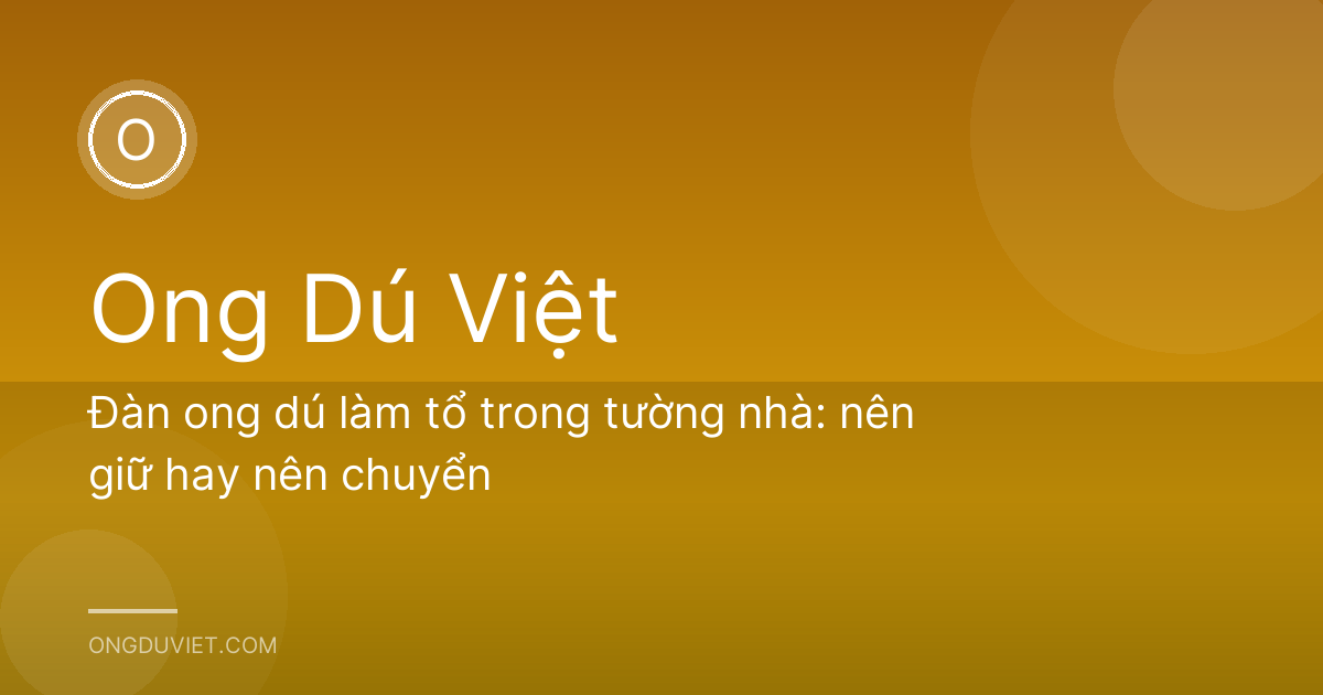 Đàn ong dú làm tổ trong tường nhà: nên giữ hay nên chuyển