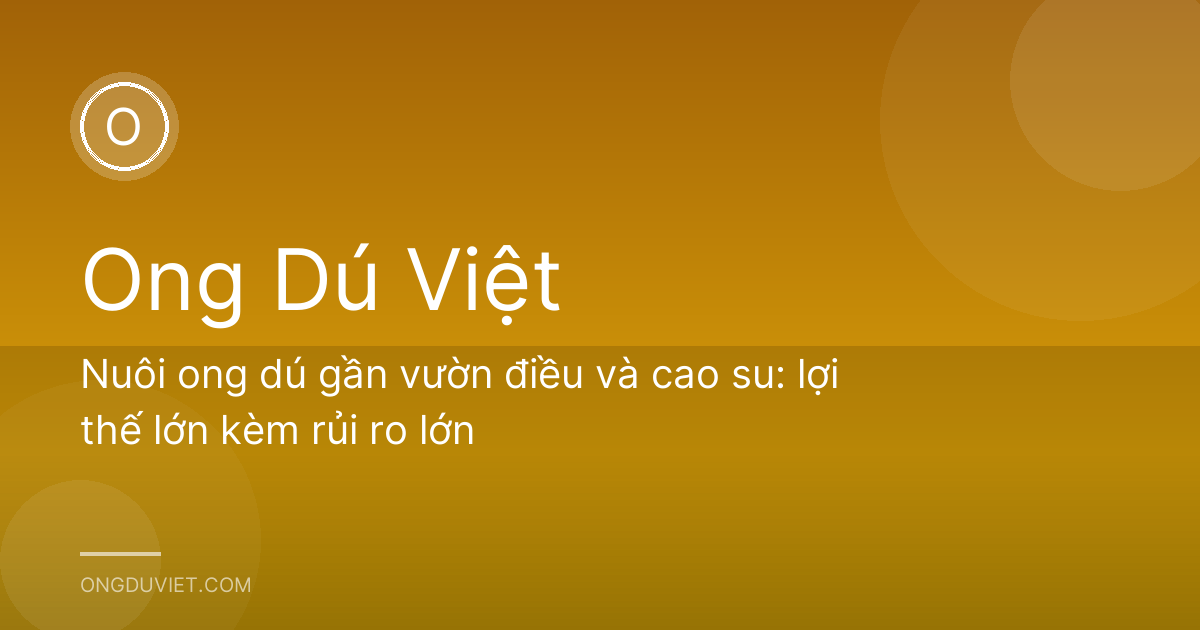 Nuôi ong dú gần vườn điều và cao su: lợi thế lớn kèm rủi ro lớn