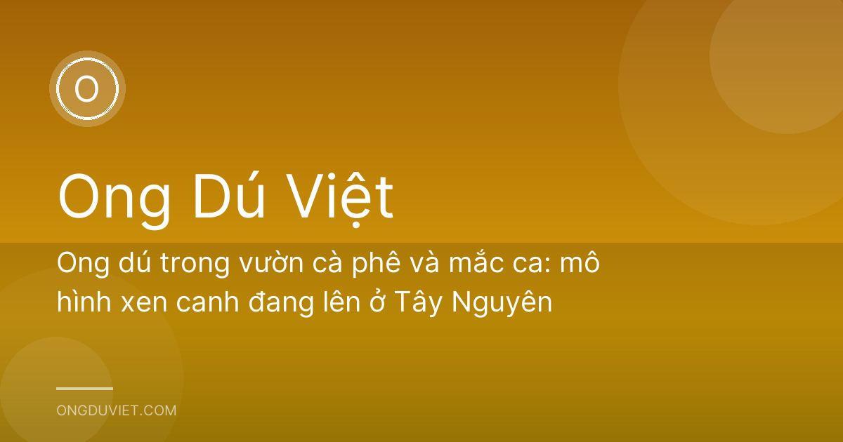 Ong dú trong vườn cà phê và mắc ca: mô hình xen canh đang lên ở Tây Nguyên